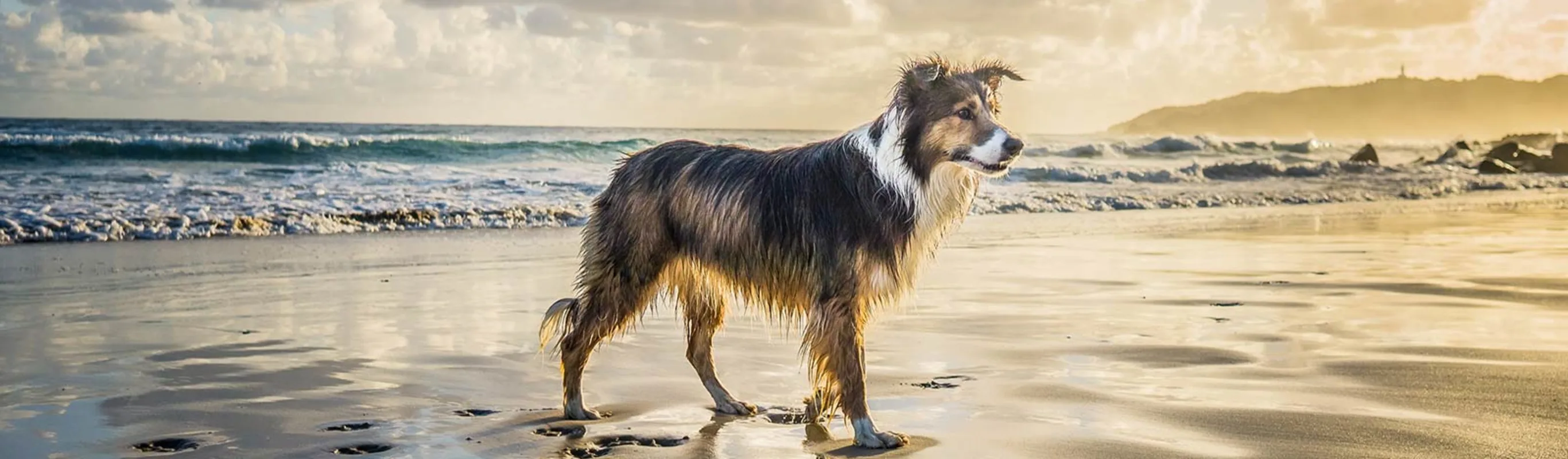 Dog standing by the shoreline
